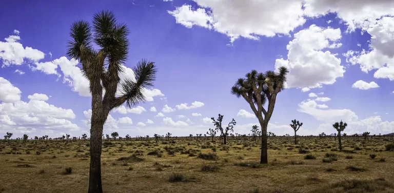 Craig Schoenbaum artwork